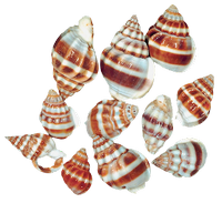 beautiful  sashells